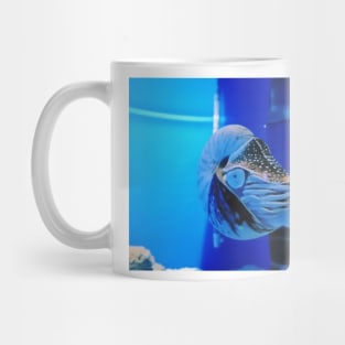 mollusk, nautilus, chambered nautilus, nautilus pompilius, nautilus shell, nautilidae, ammonite, ammonoidea, ammonites, mollusca, molluscs, cephalopod, shell, nudibranch, nudibranch Mug